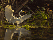 Okefenofee National Wildlife Refuge