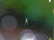 White River National Forest 