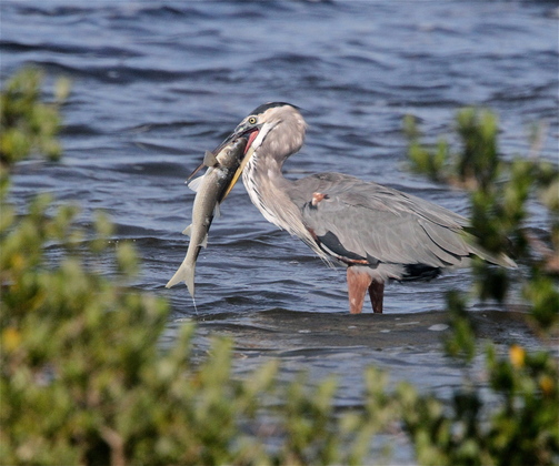 Laguna Atascosa National Wildlife Refuge