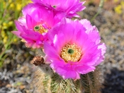 Wichita Mountain National Wildlife Refuge