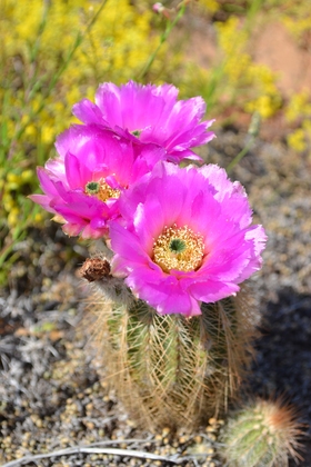 Wichita Mountain National Wildlife Refuge