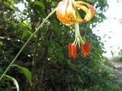 Chattahoochee National Forest