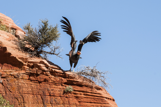Zion National Park