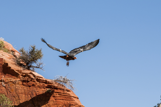 Zion National Park