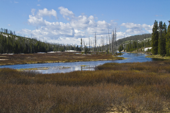 Yellowstone