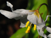 Mt. Rainier National Park