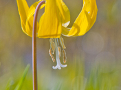 Mt. Rainier National Park