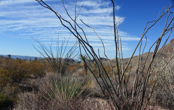 Big Bend National Park
