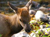 Rocky Mountain National Park