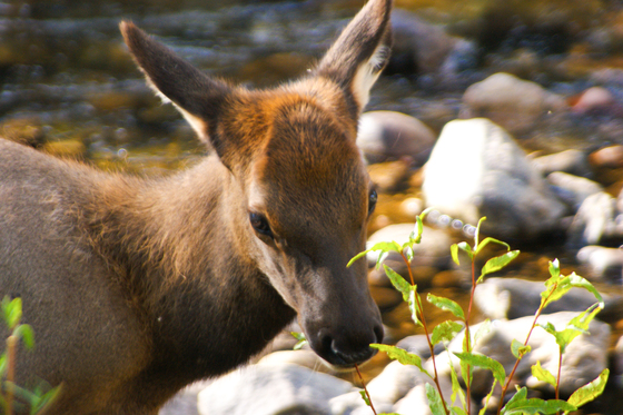 Rocky Mountain National Park
