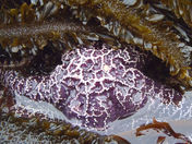 Olympic National Park