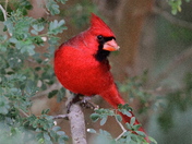 Laguna Atascosa National Wildlife Refuge