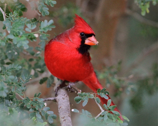 Laguna Atascosa National Wildlife Refuge