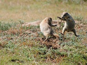Devil's Tower National Monument