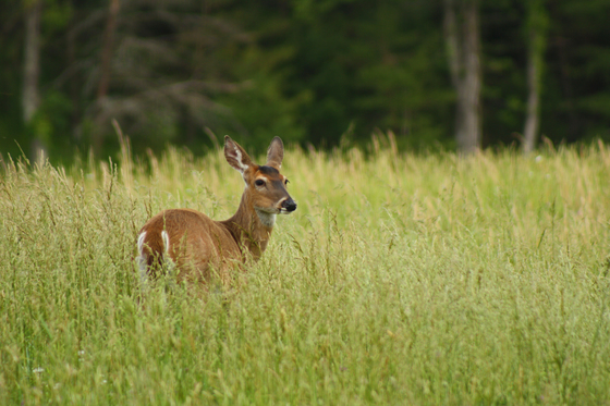Great Smoky Mountains National Park