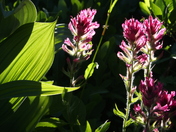 Mount Rainier National Park