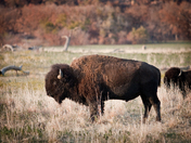 Wichita Mountains Wildlife Refuge