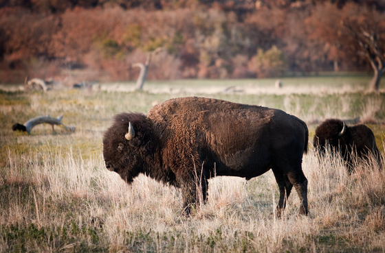 Wichita Mountains Wildlife Refuge