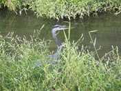 Great Falls, Maryland