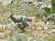 Big Horn Canyon National Recreaction Area