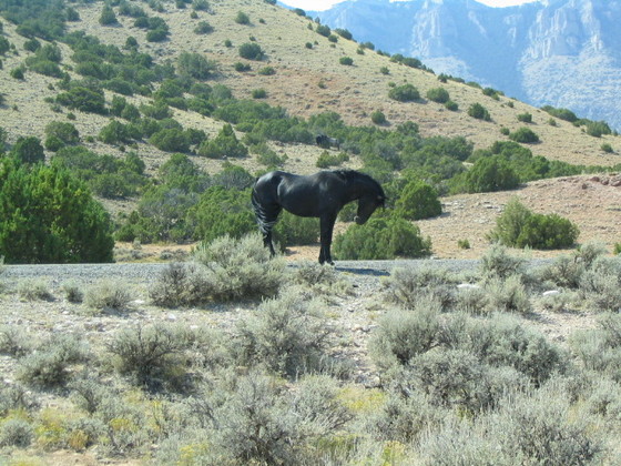 Big Horn Canyon National Recreaction Area