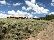 Gunnison National Forest