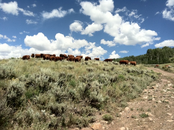 Gunnison National Forest