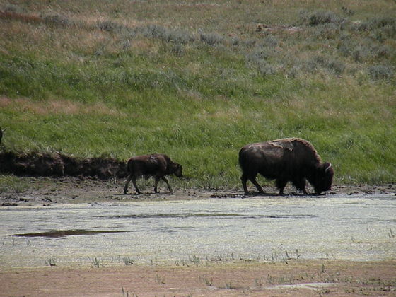 Yellowstone National Park
