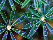 grand canyon north rim
