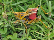Everglades National Park