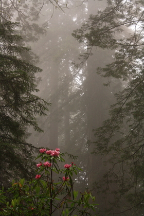 Redwood National Forest