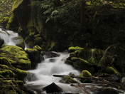 Umpqua National Forest