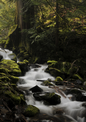Umpqua National Forest