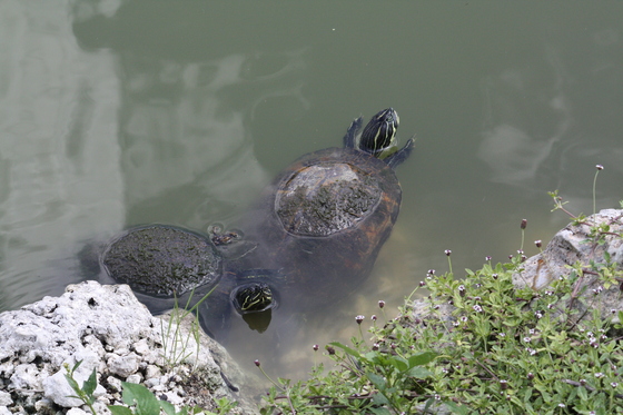 Everglades