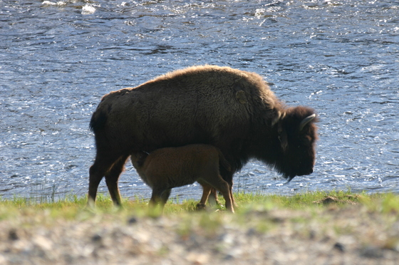 Yellowstone National Park