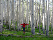 Coconino National Forest