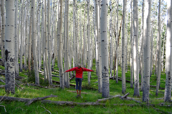 Coconino National Forest