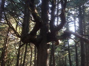 Olympic National Park