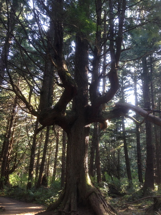 Olympic National Park