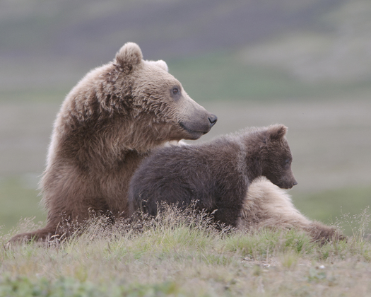 Katmai National Park Alaska