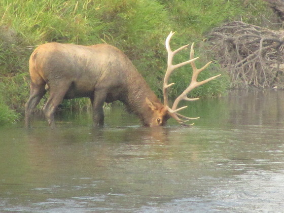 National Bison Range
