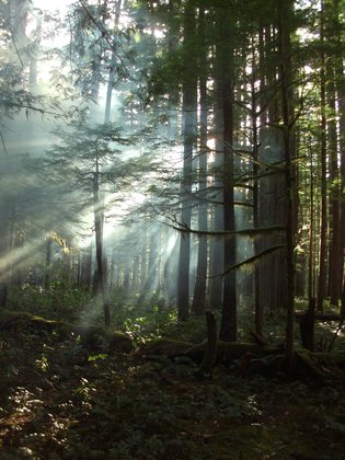 Willamette National Forest