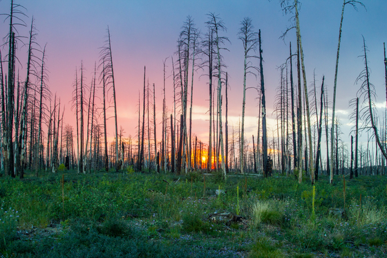 Kaibab National Forest