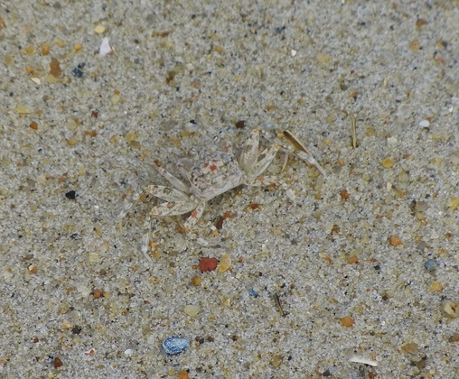 Hatteras National Seashore