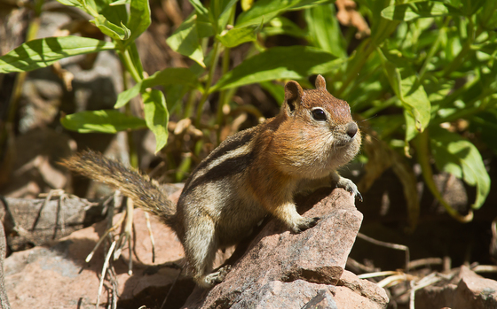 Bridger-Teton National Forest
