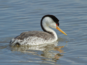 Bear River Bird Refuge