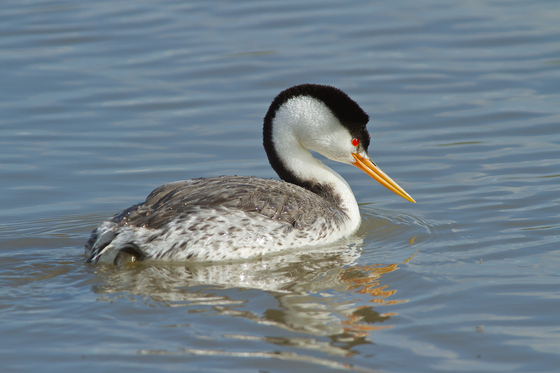 Bear River Bird Refuge