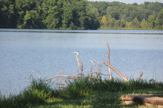Davis Lake, Ms.