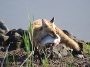 Bombay Hook National Wildlife Refuge
