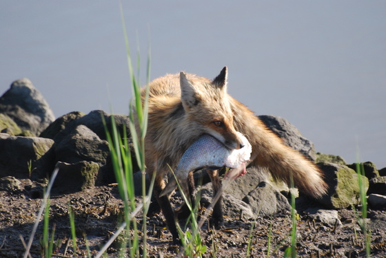 Bombay Hook National Wildlife Refuge